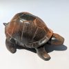 Ch'aya suweʔ: Three-toed box turtle 2