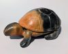 ch'áya dadéne - Three-toed box turtle 4
