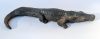 kuhu - Alligator